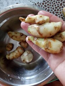 คุณภาพดีที่สุดสำหรับข่าแท้/ข่าเทศ - ฮอลิเดย์ - Product Image 4