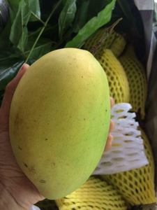 Mango Fresco de Vietnam/Mango Amarillo Suave 2021 - Product Image 4