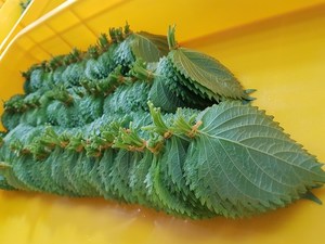 เวียดนามเขียว Shiso Perilla - Product Image 3