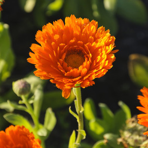 Nhãn hiệu riêng 100% tinh khiết <span class=keywords><strong>Calendula</strong></span> hoa tuyệt đối dầu chiết xuất từ thiên nhiên cho mỹ phẩm & Sản phẩm làm đẹp - Product Image 2