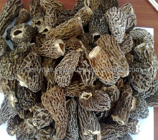 Supplier of 100% Pure and Natural Morels From India