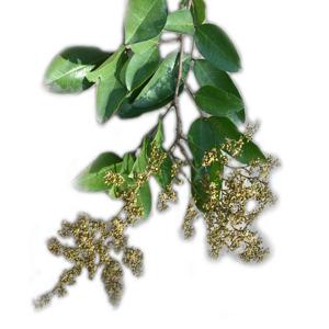 Huile essentielle de Copaïba au meilleur prix, 100% pure, arbre à thé et résine de Copaïba, huiles de soin de beauté, fournisseur OEM/ODM - Product Image 2