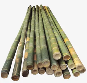 BAMBOO CANES WITH HIGH QUALITY AND BEST PRICE (WHATSAPP +84 845 639 639)