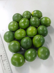 Limas tropicales de gran calidad para exportación, limón fresco sin semillas de Vietnam - Product Image 4