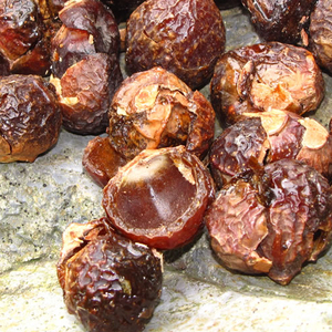 Nueces de Jabón Orgánicas 100% Secas, Temporada de Cosecha en Vietnam - Product Image 3