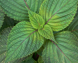 Perilla Fresca de Vietnam en Oferta, Producto Especial de Alta Calidad a Precio Económico - Product Image 3