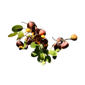 Aceite Esencial Puro de Copaiba Destilado al Vapor a Partir de Resina Brasileña, Certificado GMP - Product Image 5