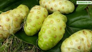 ผลไม้โนนิสดจากเวียดนาม/ชิน ทราน - Product Image 6