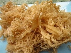 Vietnam Cottonii SeaWeed Fresh Export Grade Laver de Vietnam Entrega rápida Variedad rica en nutrientes - Product Image 2