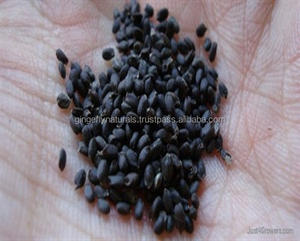 Albahaca 100% pura y Natural, suministro de la India - Product Image 3