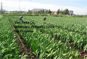 ราคาต่อตันของขิงสดจากเวียดนาม - Product Image 6