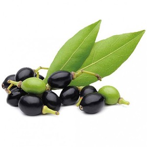 Exportador de aceite esencial puro sin diluir de aceite de bayas de Laurel de grado premium a precios bajos - Product Image 2