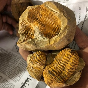 ฟอสซิล แฟคอปส์ ฟอสซิล เพียร์ สโตน บาซินส์ - Product Image 2