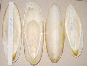 Los mejores y más vendidos huesos de calamar secos naturales con alto contenido de calcio 2025 para alimentos de loros en Vietnam OEM empaquetado/alta calidad para exportar - Product Image 2