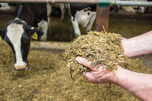 Silage de maïs en quantité personnalisée à vendre, nouvelles utilisations de la moissonneuse pour l'alimentation des vaches et des bovins - Product Image 6