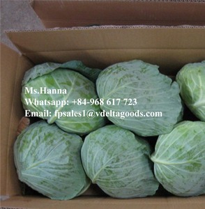 VENTE EN GROS VIETNAM 100% CHOU VERT FRAIS - Product Image 4