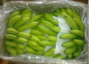 VIETNAM BANANE FRAIS/PRIX DE GROS HAUTE QUALITÉ - Product Image 5