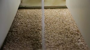 บัควีทคุณภาพดี ได้รับการรับรองมาตรฐาน ISO HACCP สีน้ำตาล บรรจุ 25 กก. - Product Image 2