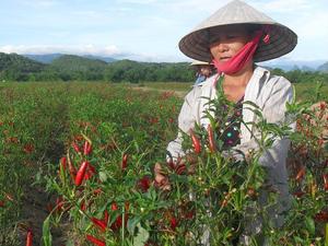 VIETNAM FROZEN CHILLI Vacaciones 2023 - Product Image 4