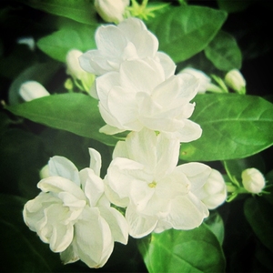 Pure Jasmine Attar Oil Herbal Perfume sin alcohol Aroma floral indio tradicional Janvi Herbs Suministro al por mayor a granel - Product Image 4