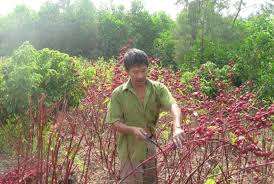 Fournisseur Fleur d'artichaut top qualité origine au Vietnam - Product Image 3