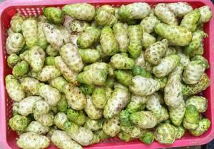 FRAIS NONI MOINS CHER MEILLEUR CHOIX MEILLEUR PRIX DU VIETNAM À VENDRE CE MOIS BON SERVICE 2023 - Product Image 6