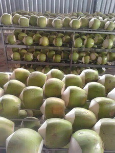Cocos Verdes Maduros Frescos con Cáscara Completa de Alta Calidad Disponibles a Buenos Precios - Product Image 3