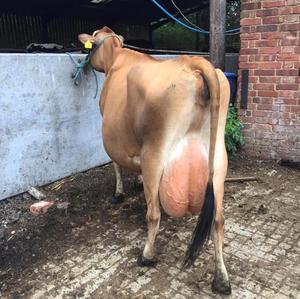 Jersey Cows For Sale And Pregnant Jersey Cow Alibaba Com
