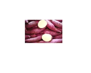 VIETNAM fornitore di patate dolci di alta qualità/YAM con il buon prezzo