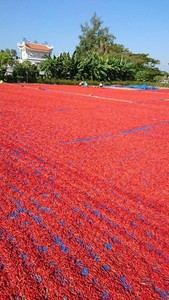 ขายส่งแช่แข็งสีแดง Chili คุณภาพสูงใน2020 - Product Image 5