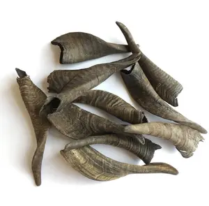 High Quality Goat sheep horn small size goat horn bulk quantity available and customized packing and sale sheep horn