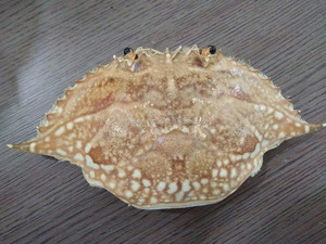 Concha de cangrejo seca de alta calidad de Vietnam para decoración de alimentos de arte, alimentación animal, precio competitivo con embalaje en bolsa - Product Image 3