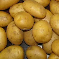 טרי תפוחי אדמה (Spontta-קארה-רוזטה-Diamante-ניקולה) גידולי 2014