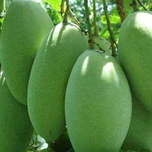 El Mango fresco - Product Image 1