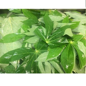 มันสำปะหลัง/มันสำปะหลังแช่แข็งราคาที่ดีที่สุด - Product Image 3