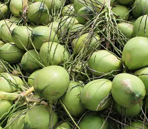Vietnam frais jeune noix de coco/noix de coco verte goût naturel-Ms: vacances whatsapp: + 84-845-639-639