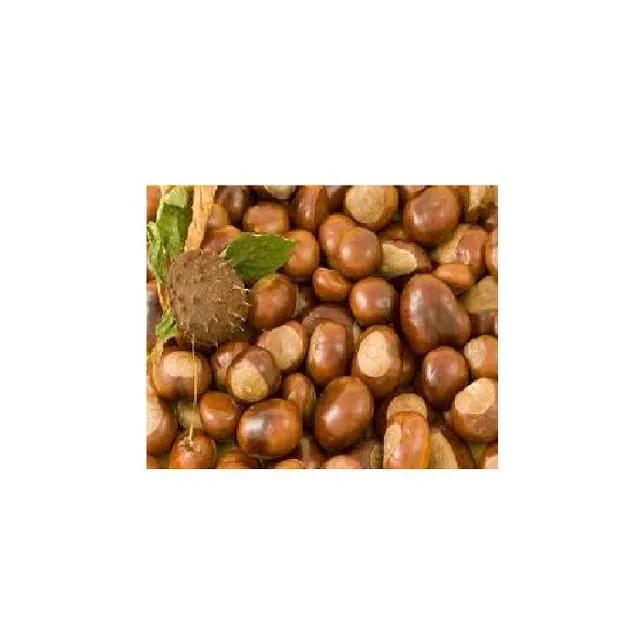 VIETNAM WHOLE SALE COMPETITIVE PRICE CHESTNUT +84 845 639 639