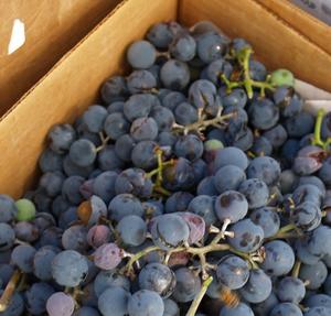New <b>Crop</b> <b>Top</b> Quality Fresh Grapes - Product Image 6