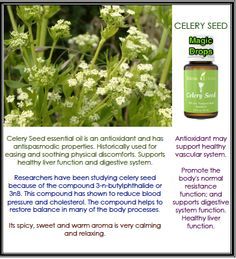 100% Cam Kết Chất Lượng Hạt Giống Cần Tây Tự Nhiên Nguyên Chất Để Mua Phổ Thông - Product Image 3