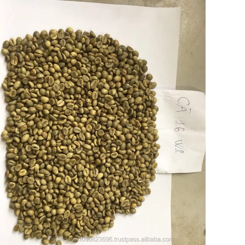 Chicchi di caffè robosta ARABICA arrostiti di alta qualità GREEAN miglior prezzo da VIET NAM