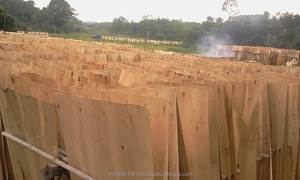 Tipos de Chapa de Madera de Eucalipto, Chapa de Madera Exterior de 1.7 mm, Chapa de Madera con Núcleo Económico - Product Image 4