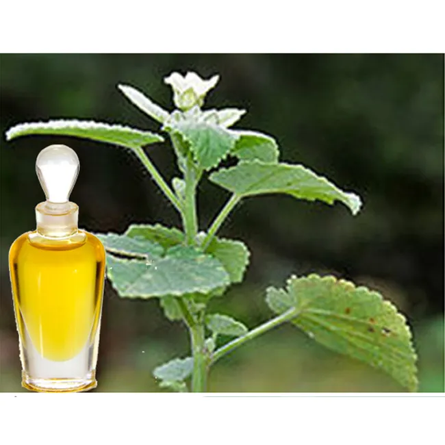 Worldwide Export of Ayurveda Bala Massage Oil at Wholesale Price