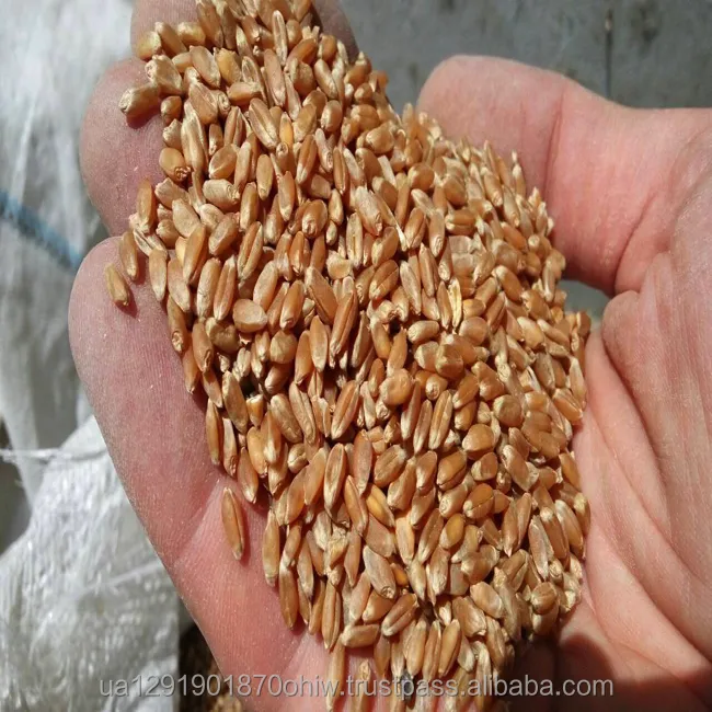 우크라이나에서 고품질 밀 곡물 2 급료, 3 급료, 6 급료