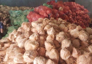 Brown <strong>Coconuts</strong> From Vietnam - Thick <strong>Coconut</strong> Meat - Product Image 5