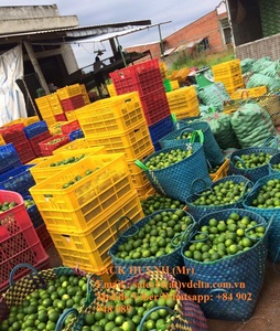 มะนาวสดไร้เมล็ด/มะนาวสด/มะนาวสดสีเขียว - Product Image 4