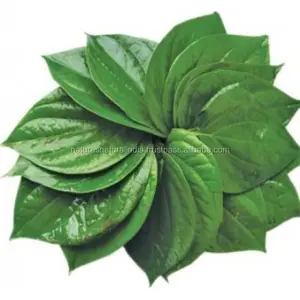 Buy Online Betel Leaf Oil At Best Price INDIA