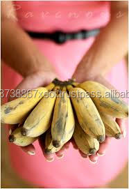 Banane japonaise à rayures jaunes, grande taille, frais, modèle Vietnam, vente en gros - Product Image 4