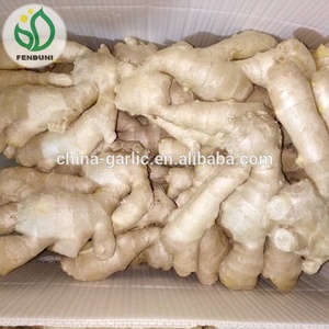 Đặc Điểm Gừng Tươi Và Khô (Thị Trường Anh) - Product Image 2