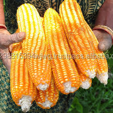 Iqf และข้าวโพดหวานแช่แข็งจำนวนมาก - Product Image 5