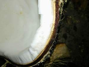 Cocos marrones de Vietnam-Carne de coco gruesa - Product Image 6